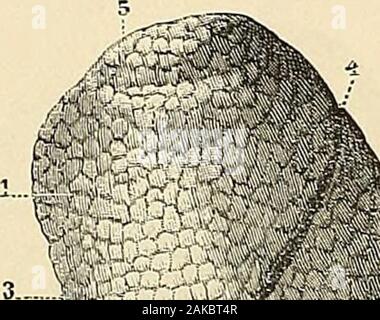 Traité d'anatomie humaine : anatomie descriptive, histologie, développement . Stock Photo