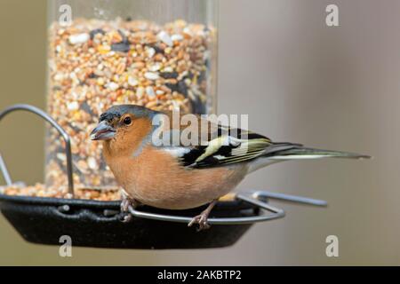 Common chaffinch (Fringilla coelebs) male eating peanuts from garden bird feeder / birdfeeder Stock Photo