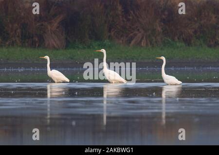 Three great egrets / common egrets / great white egrets (Ardea alba) foraging in shallow water of lake in summer Stock Photo