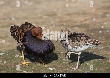 Ruff (Calidris pugnax) pair, territorial male in breeding plumage displaying in front of female in wetland in spring Stock Photo