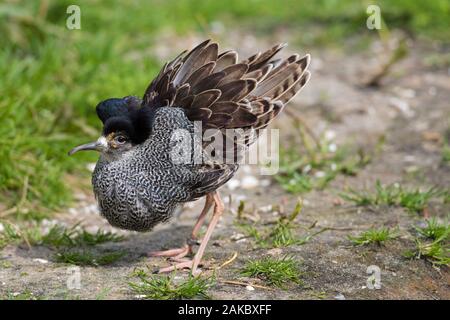 Ruff (Calidris pugnax) territorial male in breeding plumage displaying in wetland in spring Stock Photo