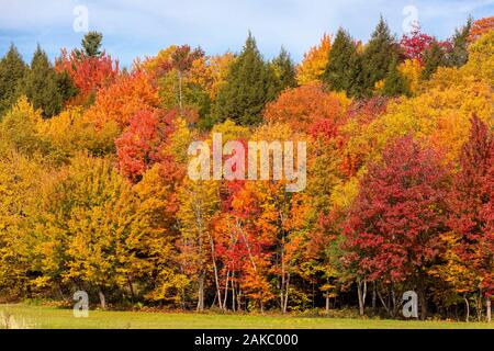 Canada, province of Quebec, the Chemin du Roy between Quebec and Montreal in the Indian summer sun, forest Stock Photo