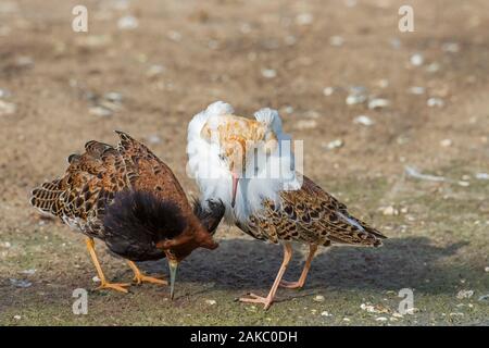 Two ruffs (Calidris pugnax), territorial and satellite males in breeding plumage displaying in wetland in spring Stock Photo