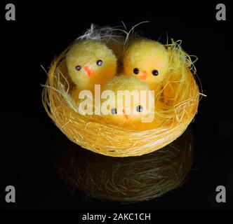 Three chicks in a yellow nest on a black background Stock Photo