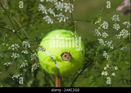 Harvest Mouse Micromys minutus using tennis ball as nest on nature reserve Norfolk June Stock Photo