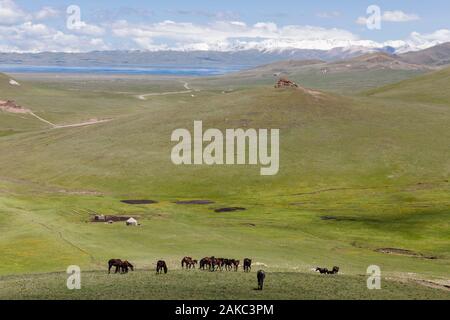 Kyrgyzstan, Naryn province, Son-Kol lake, altitude 3000m, nomad camp and group of horses in the steppe Stock Photo