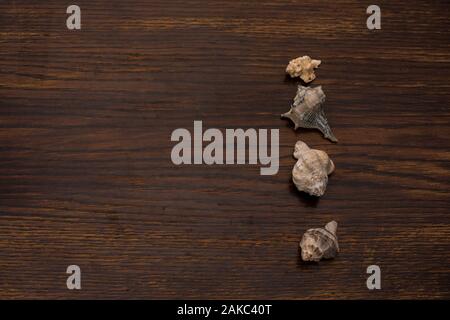 close up of various seashells on the background of an old wooden table Stock Photo