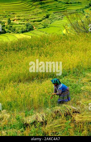 Vietnam, Bac Ha, rice fileds in terrace, Women from Hmong ethnic group ...
