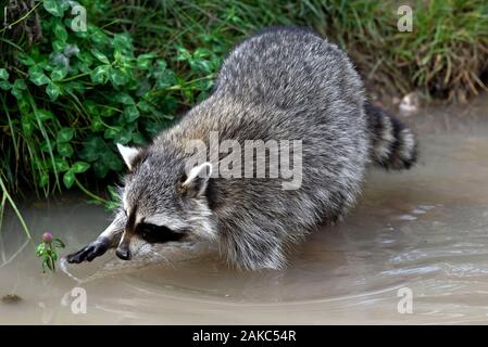raccoon in a zoo in france Stock Photo - Alamy