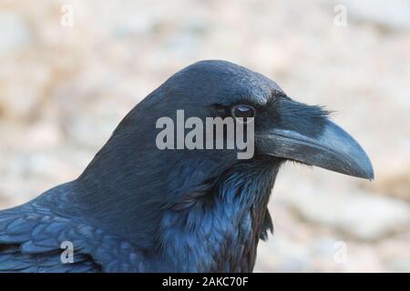 Endemic wild common raven (Corvus corax tingitanus) from Fuerteventura, Canary Islands, Spain. Stock Photo