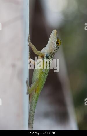 A little Green Tree Lizard on the Caribbean island of Antigua Stock Photo