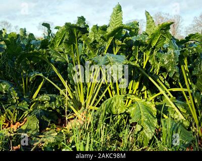 Close up view of good crop of mature sugar beet plants await harvesting in a  Norfolk field on a bright day in early January. Stock Photo