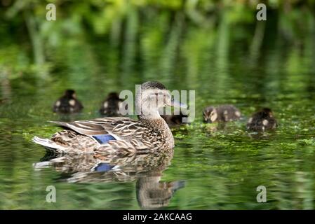 Mallard, female protects the duckling (Anas Plathyrhynchos), France Stock Photo