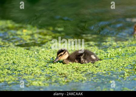 Mallard, duckling (Anas Plathyrhynchos), France Stock Photo