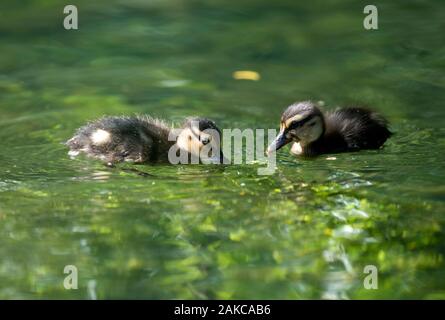 Mallard, duckling eating (Anas Plathyrhynchos), France Stock Photo