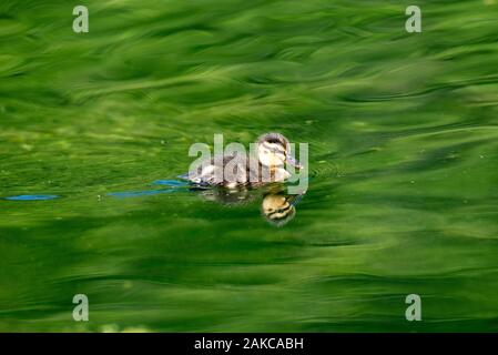 Mallard, duckling (Anas Plathyrhynchos), France Stock Photo