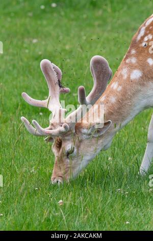 Head shot of a male fallow deer (dama dama) grazing