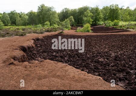 Ireland, Meath County, Navan area, Causey Farm, pedagogical farm sow ...