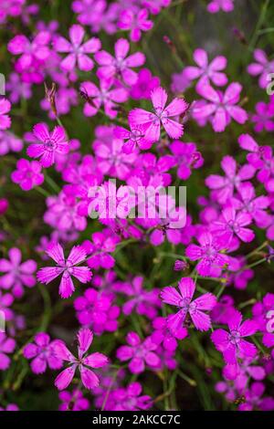 France, Hautes Alpes, Ecrins National Park, Champsaur Valley, Drac Valley of Champoléon, flowerbed of Sequier's Pink (Dianthus seguieri) Stock Photo