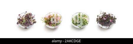 Sprouts for healthy salad. Different micro greens in glass plates isolated on white background, wide panorama Stock Photo