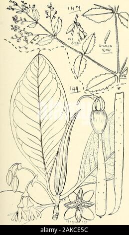 Comprehensive catalogue of Queensland plants, both indigenous and naturalisedTo which are added, where known, the aboriginal and other vernacular names; with numerous illustrations, and copious notes on the properties, features, &c., of the plants . 146. Haloragis micrantha, B. Br.148. Myriophyllum gracile, Benth. XLVIII. HALORAGE^E.—XLIX. RHIZOPHOREJE. J79. J47. Haloragis stricta, R. Br. 149. Rhizophora mucronata, Lam. ISO L. COM BRET ACEiE. Order L.—COMBRETACE^. Suborder I.—COMBRETE.E. Terminalia, Linn. catappa, Linn.—Indian or Country Almond. Tom-min of Cooktown natives. The bark is said to Stock Photo