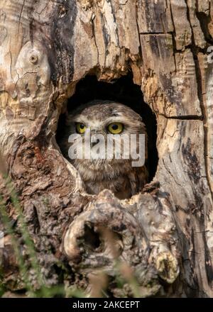 a Juvenile Burrowing owl (Athene cunicularia) looks outside a tree. Noord Brabant in the Netherlands. Stock Photo