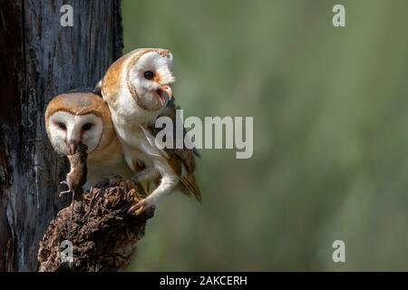 Two Cute and Beautiful Barn owls (Tyto alba) with a prey sitting on a tree stump. Blurry green background. Noord Brabant in the Netherlands. Stock Photo