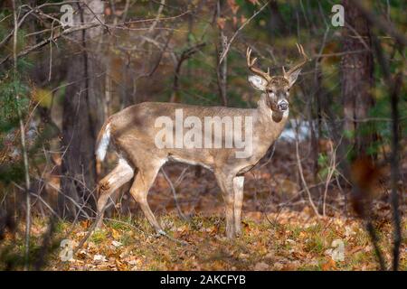 Eight-point whitetail buck standing in the sun at the edge of the woods in the autumn.  Full body seen in profile. Stock Photo