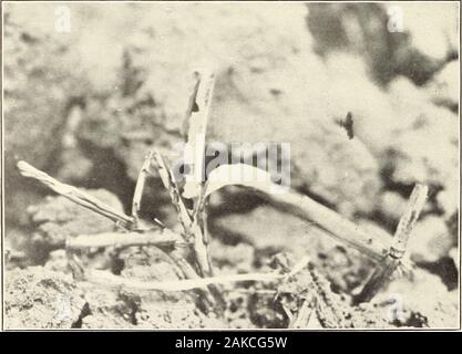 The southern corn leaf-beetle . Fig. 1.—Young Corn Plants Killed by Adults of the Southern Corn Leaf-Beetle. (Original.). Fig. 2.—Corn Plant Completely Destroyed by the Southern Corn Leaf-Beetle. (Original.) WORK OF THE SOUTHERN CORN LEAF-BEETLE. THE SOUTHERN CORN LEAF-BEETLE. 9 first planting having been entirely destroyed. The devastation of1914 was very severe but not so heavy as in 1913. Considerable search on cotton and wheat growing in the vicinityof infested cornfields near Paris, Ark., developed no damage to thesecrops. DISSEMINATION. The beetles have powerful wings and have been obser Stock Photo