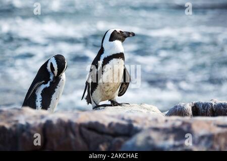 African penguin (Spheniscus demersus) on a stone close to the sea, enjoying the sun, Betty's Bay, South Africa Stock Photo