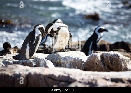 African penguins (Spheniscus demersus) on a stone close to the sea, cleaning their plumage, Betty's Bay, South Africa