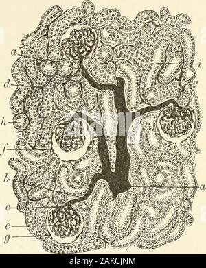 Textbook of normal histology: including an account of the development of the tissues and of the organs . merulus, orthe Malpighian tuft, andthe surrounding expandedextremity of the uriniferoustubule, the capsule ofBowman. The glomer-ulus is supplied by anafferent artery, whichdivides into severalbranches; each of thesebreaks up into numerouscapillaries, which areunited by delicate con-nective tissue into groupsor lobules. The bloodescapes from the convo-luted capillaries of theglomerulus by the effer-ent vessel, which passesout by the side of the en-tering artery. The glomerulus, asusually see Stock Photo