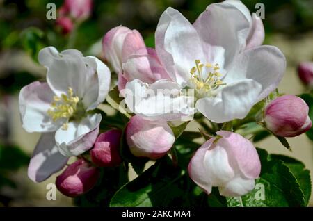 A bouquet of white pink apple blossoms growing together on one branch in the garden.  Stock Photo