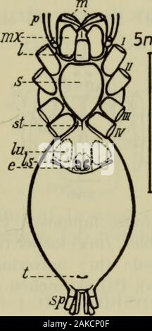 Danmarks fauna; illustrerede haandbøger over den danske dyreverden.. . 5mm Fig. 1. Rygsiden af Drassodes lapidosus ?. (m) mandibler, (p) palpe,(r) rygfure, (hl) efterbagkrop el. »hale«, (sp) spindevorter, I H III IV hofter. 11 sclerotiseret rygskjold (carapace) og et mindre bug-skjold (sternum), der i almindelighed er nogenlundehjerteformet (fig. 2 s). I rygskjoldets midterlinie findes en fordybning, ryg-furen, og fra den udgår nogle svage, radiære furer,der ligesom rygfuren er muskelfæster. Den forreste 5mm. Fig. 2. Bugsiden af Drassodes lapidosus ?. (m) mandibler, (mx)kæber (maxilier), (p) p Stock Photo