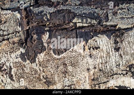 Natural wood bole trunk bark surface flat high quality texture Stock Photo