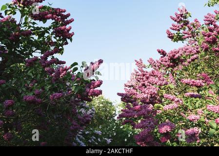Flowering lilac bushes in a botanical garden. Spring view of sunny day Stock Photo
