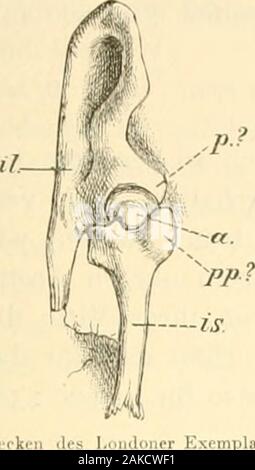 Sitzungsberichte der Königlich Preussischen Akademie der Wissenschaften zu Berlin . m hiesigendie morphologische Beschattenheit vollkommen bekannt geworden. EinVergleich zwischen beiden Becken zeigt unerwartete Verschiedenheiten.Bevor ich auf diese eingehe, komme ich zunächst auf meine Deutungder einzelnen Theile des Londoner Exemplars zurück, weil dieselbennunmehr einige Änderungen erfordern, und zwar betreffs der Pubis.Ich liatte geglaubt, einen stumpfen Vorsprung unten am A^orderen Ace-tabularrand als Pubis (Fig. 3, j?..?), eine Verbreiterung am proximalenEnde des Ischium als Postpubis (Fig Stock Photo