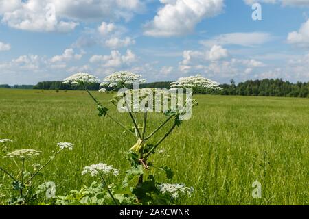 cow parsnip blooms on a meadow in summer, Sosnowsky's hogweed, Heracleum sosnowskyi Stock Photo
