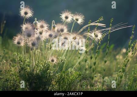 Withered flowers on a sunny meadow. Beautiful dandelion in the sunlight. Anemone pratensis Stock Photo