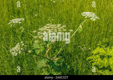 cow parsnip blooms on a meadow, Sosnowsky's hogweed, Heracleum sosnowskyi Stock Photo