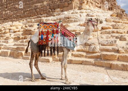 Bedouin camels rest near the Giza Great Pyramids in Cairo, Egypt Stock Photo