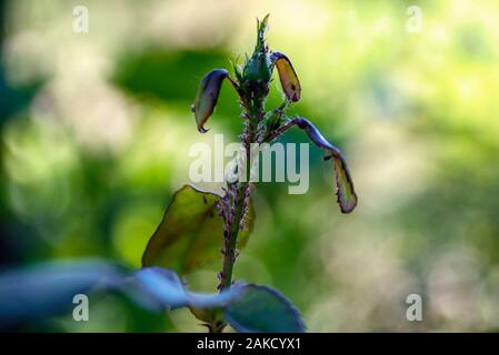 Pests of roses.Close-up. Soft focus effect. Green rose aphid Macrosiphum rosae, Aphididae and large rose sawfly Arge pagana on a young stalk and roseb Stock Photo