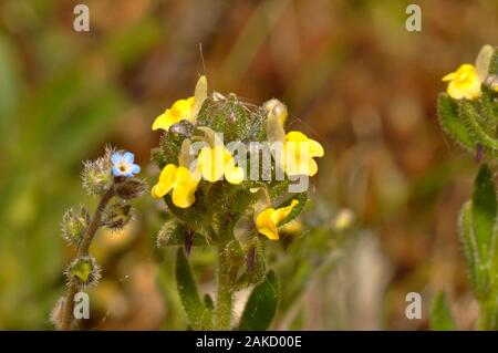 Sand Toadflax,'Linaria arenaria', Short, Sticky haired, Yellow flowered,Rare.Found in Sand dunes.with Myosotis laxa - Tufted Forget-me-not, Coastal ha Stock Photo