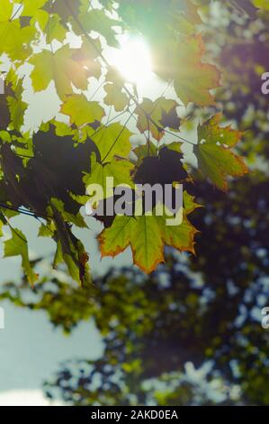 Maple leaves beginning to turn yellow in the rays of the sun. The onset of autumn. Soft focus, selected focus.Vertical photo. Stock Photo