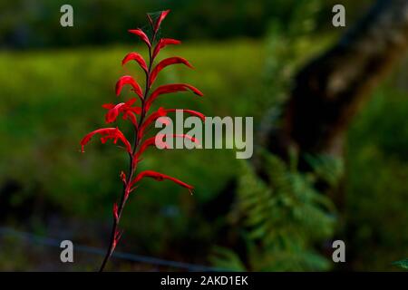 Nature in Tsitsicama western cape South Africa Stock Photo