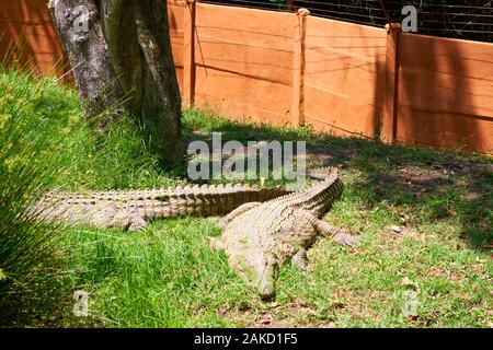 Nature in Tsitsicama western cape South Africa Stock Photo