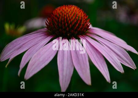 The flower of echinacea medicinal completely bloomed in the garden. Stock Photo