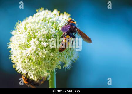 Scola lat. Megascolia maculata lat. Scolia maculata is a species of large wasps from the family of scaly .Megascolia maculata. The mammoth wasp. Scola Stock Photo