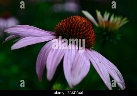 The echinacea flower is a magenta drug-sloping flower diagonally close up after rain in the garden. Stock Photo