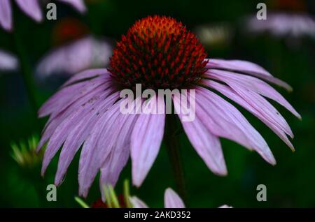 Soaked from the rain flower echinacea magenta medicinal large removed with numerous pestles in raindrops. Stock Photo